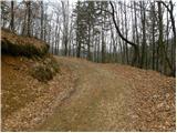 Briše - Koreno
